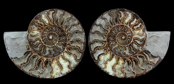 Huge, Polished Ammonite Pair - Agatized #56158